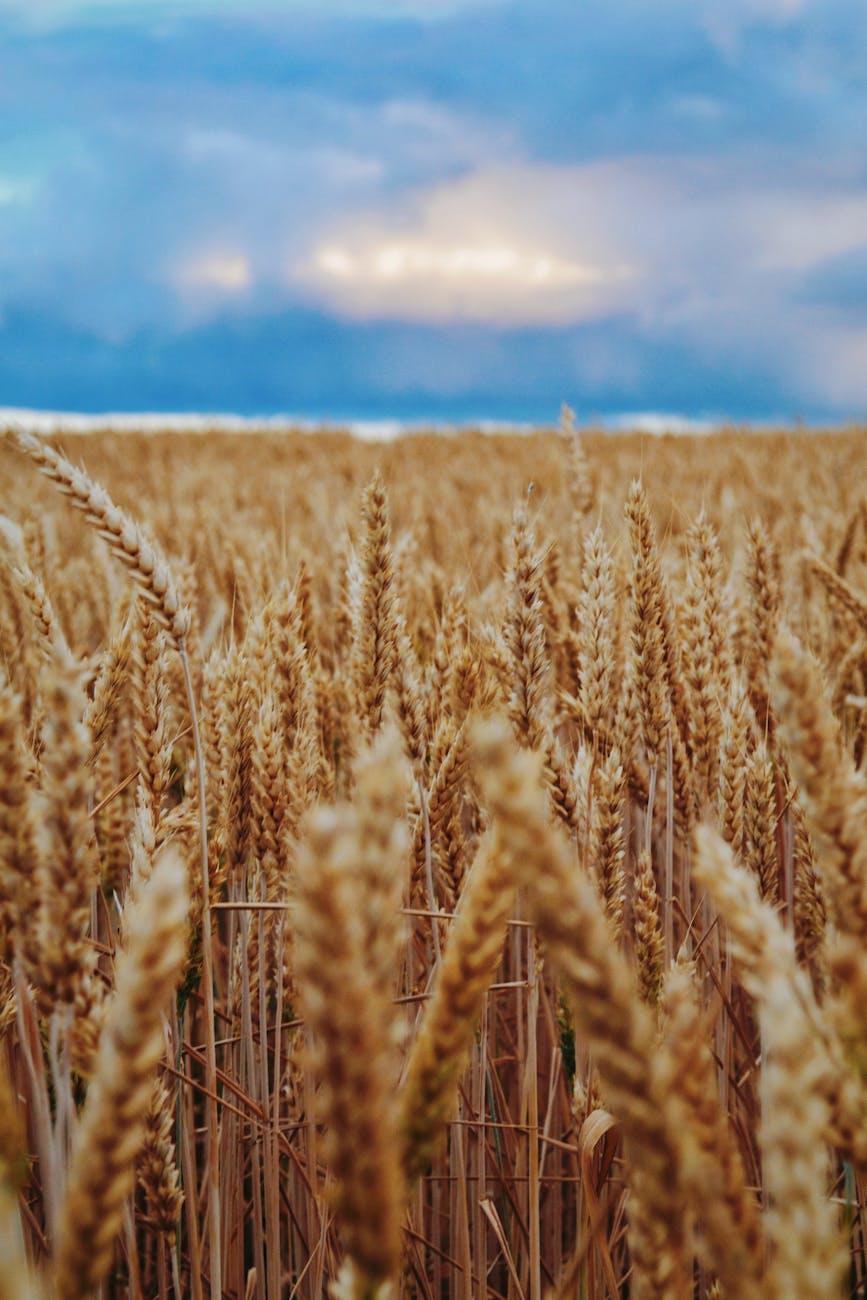 Don’t Let Your Seed Shrivel